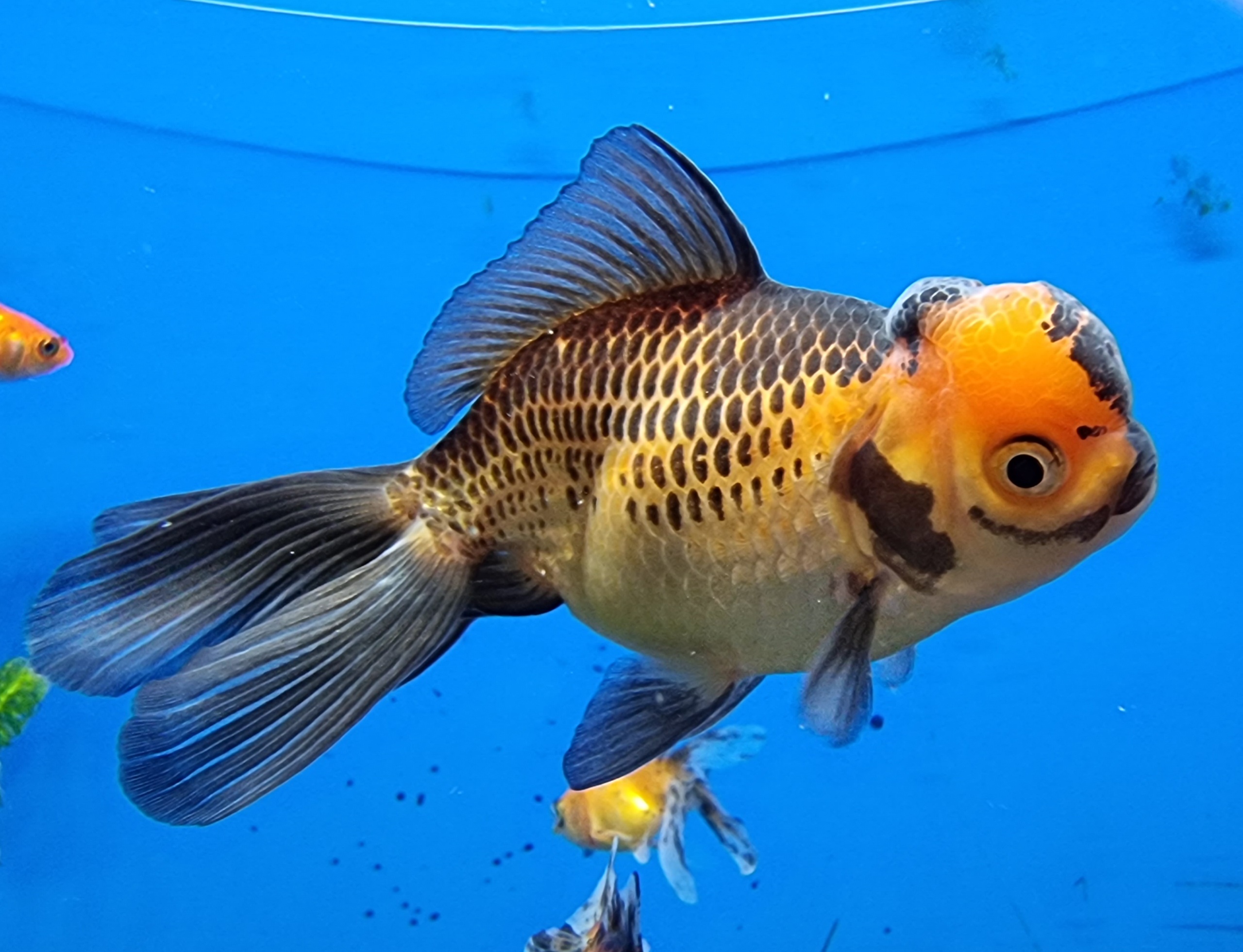 Black/Gold Oranda