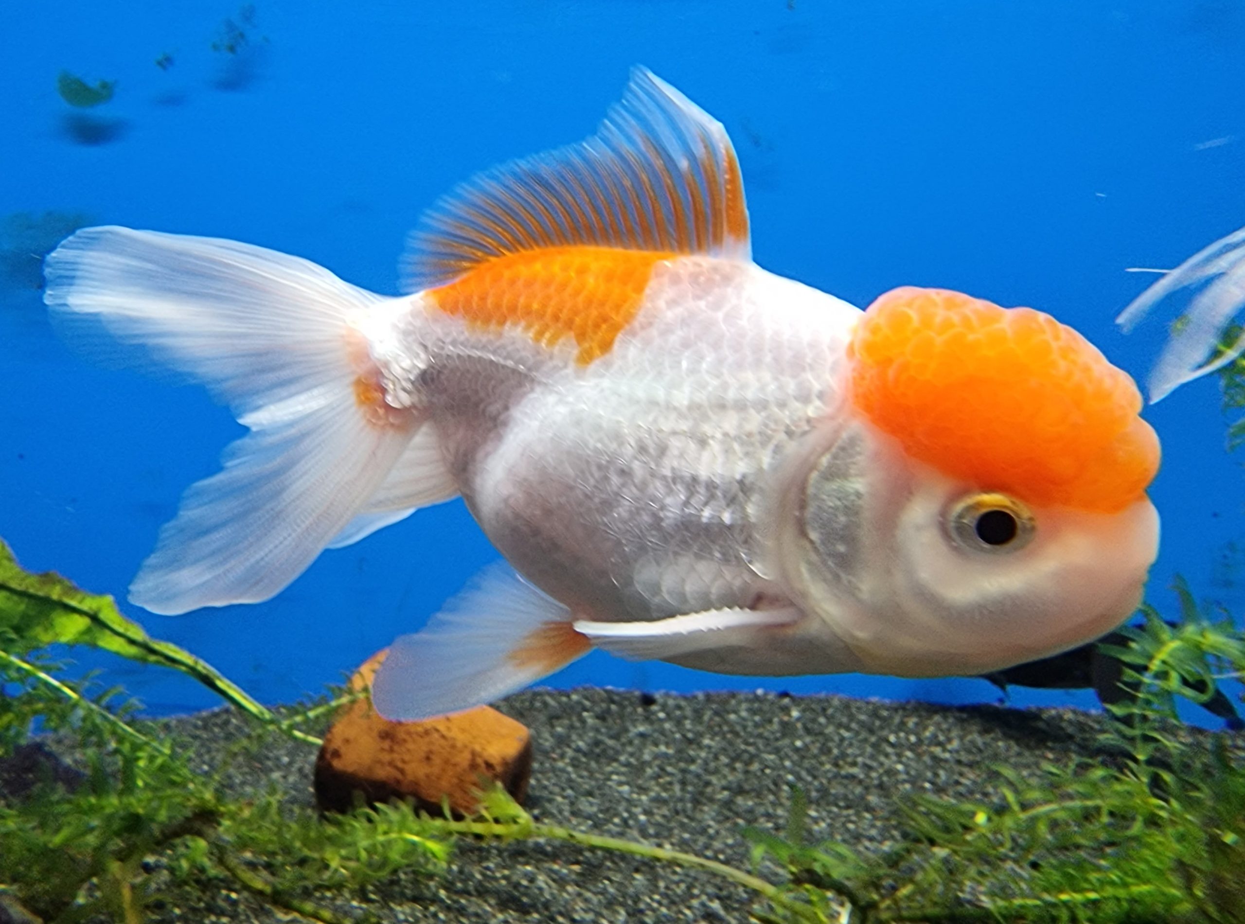 Red Cap Oranda