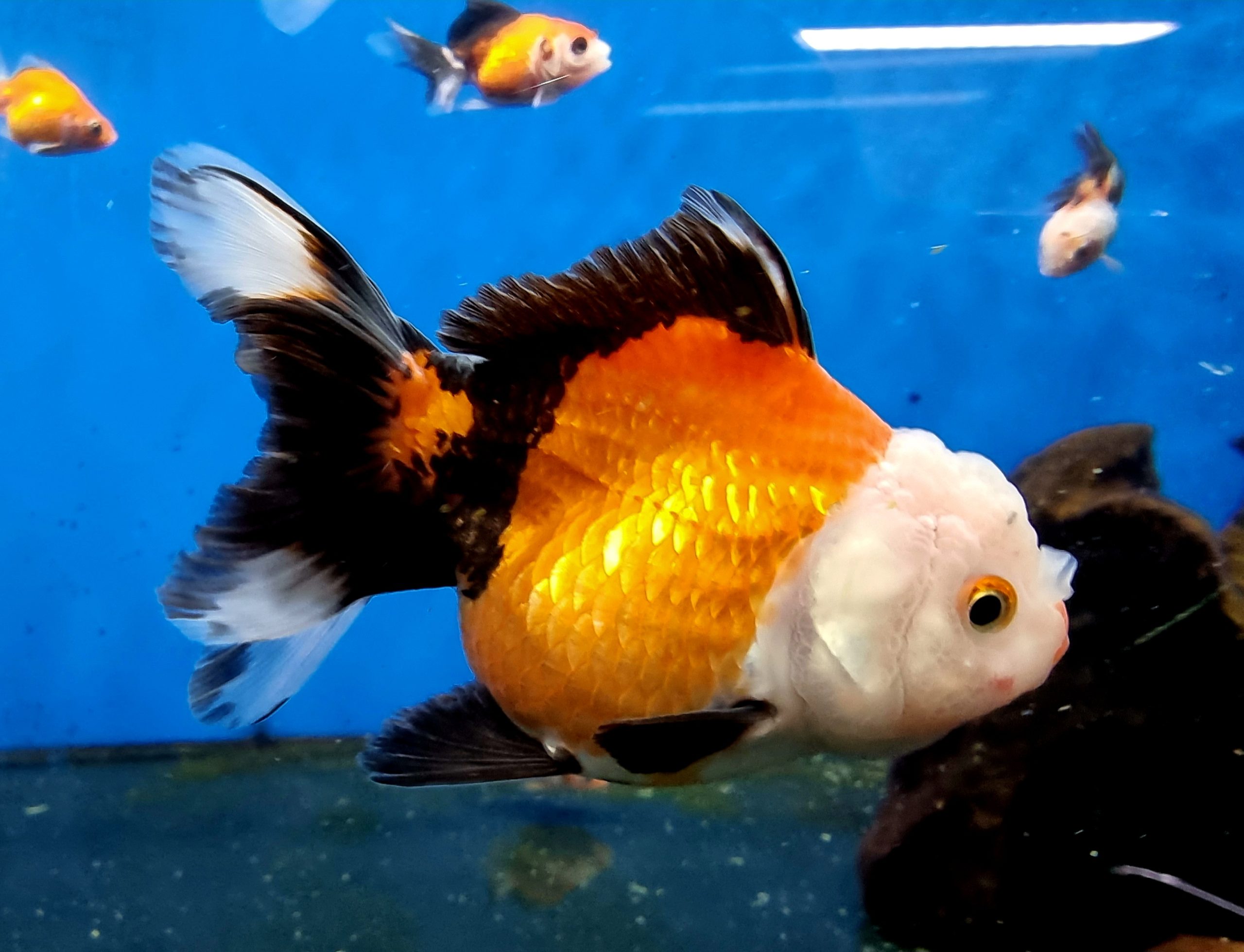 Tri-colour Oranda