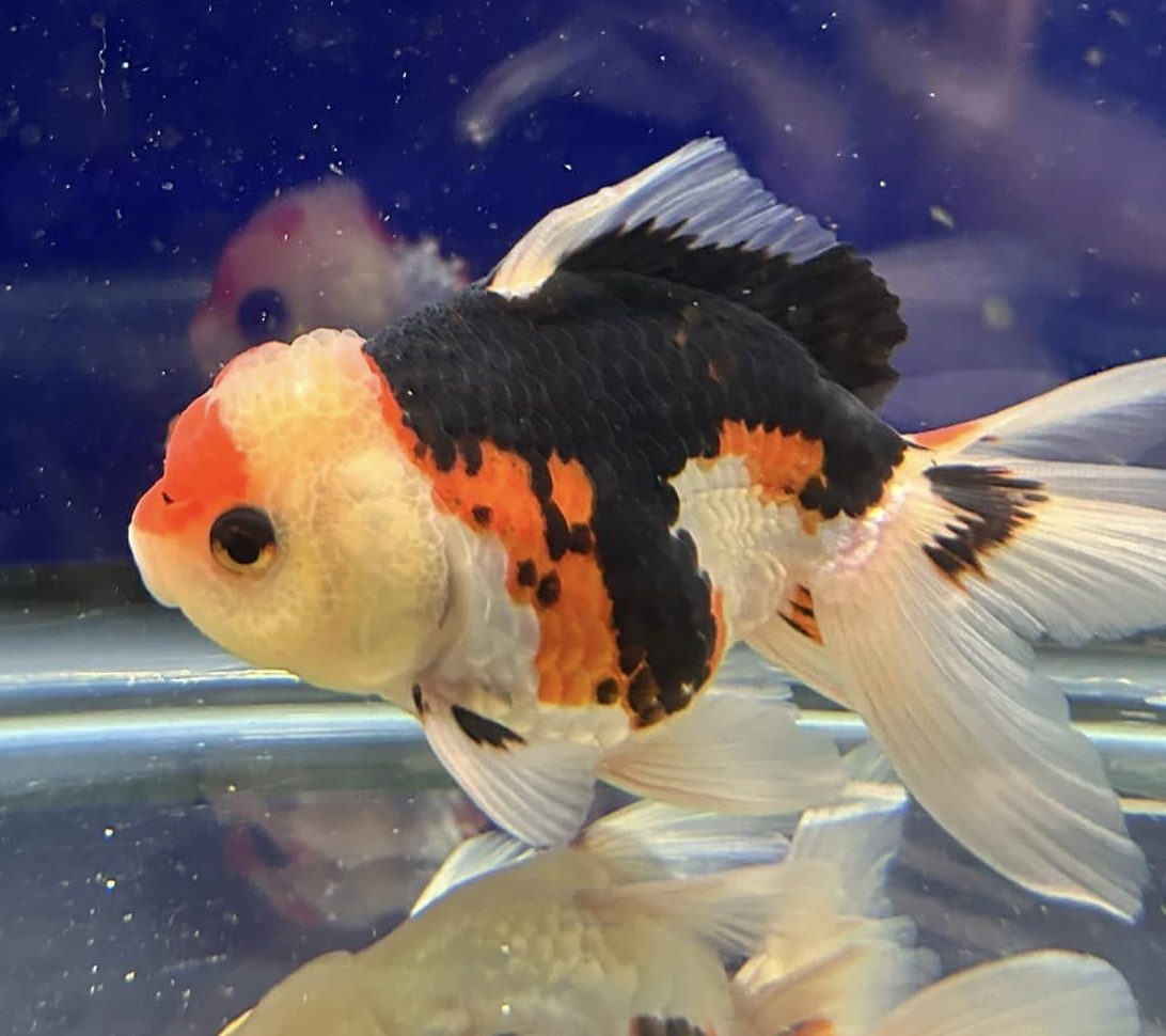 Tri-colour Oranda