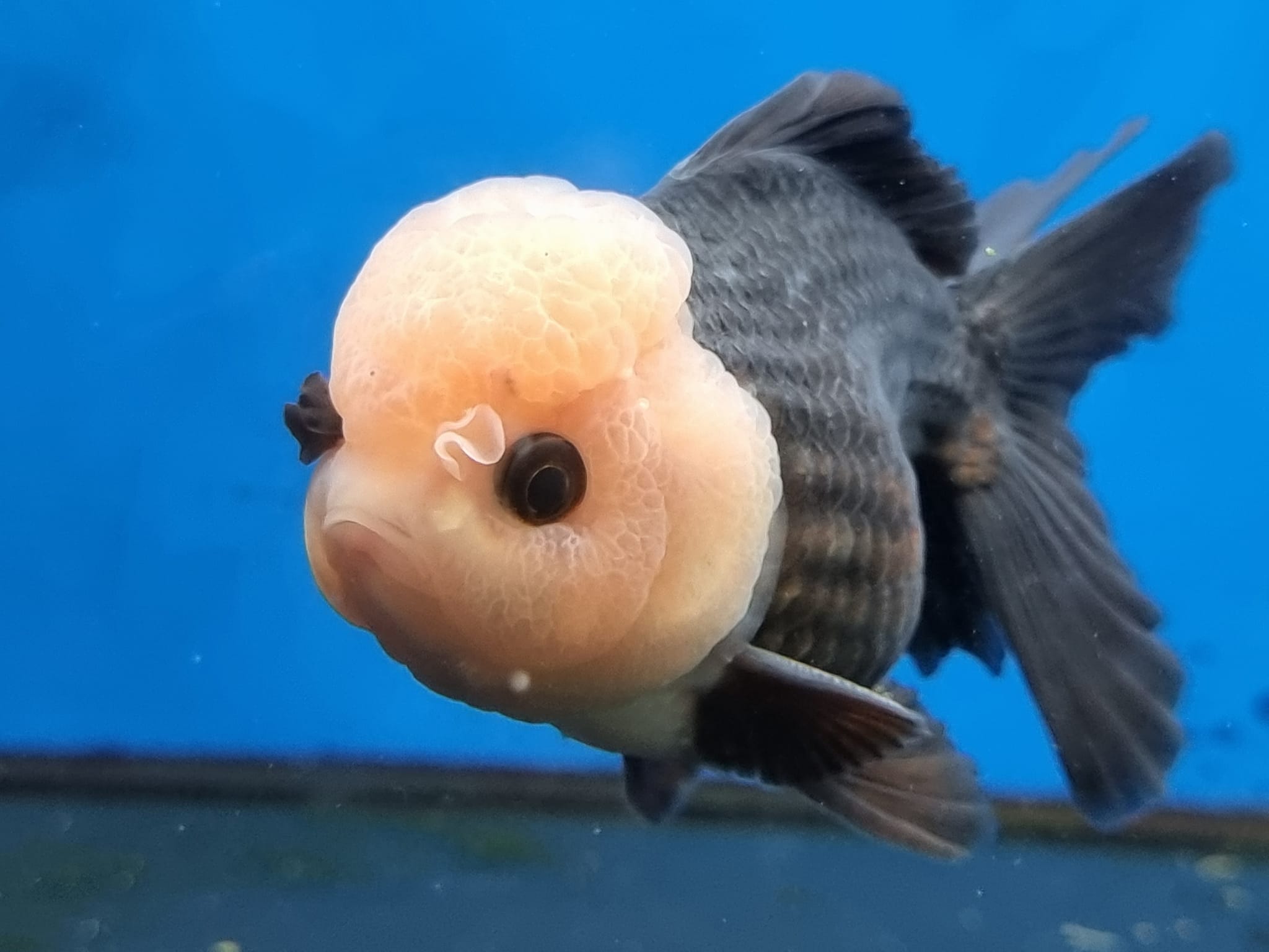 Panda Oranda